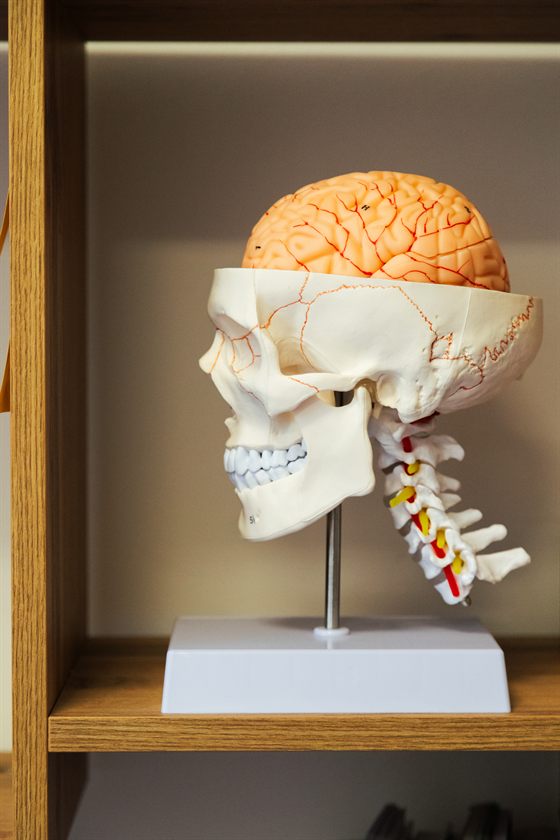 Modello anatomico di cranio e tratto cervicale della colonna vertebrale